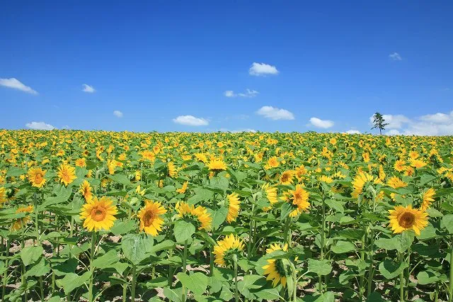 残暑お見舞い申し上げます～～