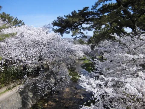 あったかくなってきましたね～♪(^_^)桜祭りですよ！