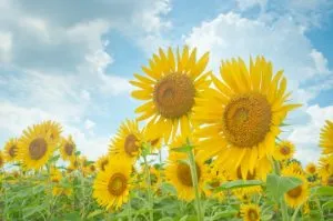 夏季休業のお知らせ
