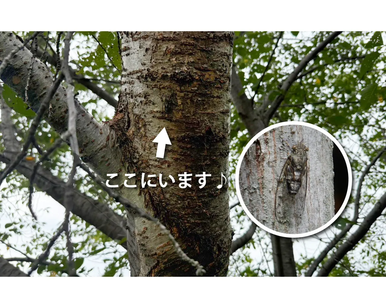 ツクツクボウシが鳴きはじめました〜！