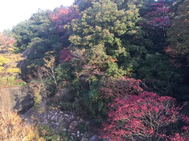 秋ですねぇ～(^^♪