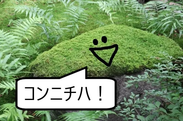 コケを放置すると、、、