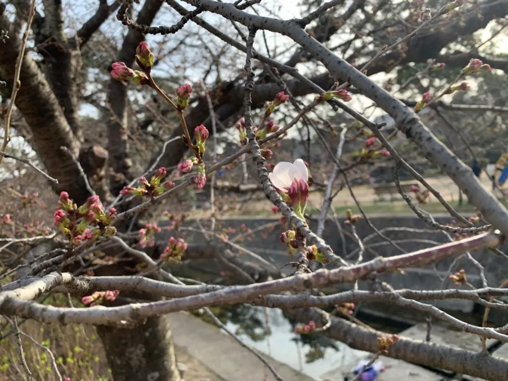 もうすぐ桜のシーズンですね♪